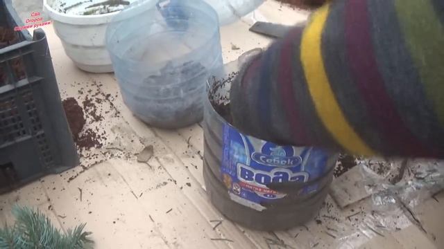 РАЗМНОЖЕНИЕ ГОЛУБОЙ ЕЛИ! СПОСОБ РАЗМНОЖЕНИЯ ГОЛУБОЙ ЕЛИ ДОМА!