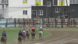 Тренинг скаковых лошадей. Дистанция 3200 м. Рыжик