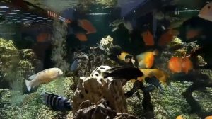 Красивые рыбки в аквариуме.