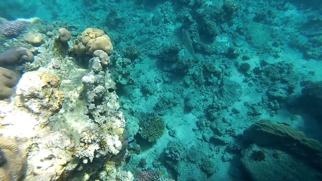 Египет. Коралловые рифы в бухте Sharks bay.  Snorkelling with fish in the смотреть онлайн