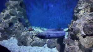 Египет 2025 Хургада Океанариум Hurghada Grand Aquarium