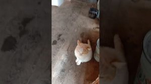 Мыши зимой в машине устроили гнездо