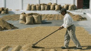 Экономист рассказал, как заработать на "кофейной моде"