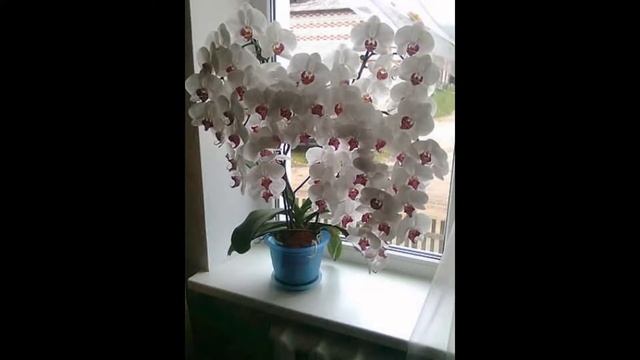 Заряд позитивом=))))!!!!! смотреть онлайн