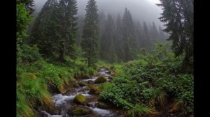 25-минутные звуки горного дождя 🌲 Умиротворяющая лесная атмосфера для йога-медитации