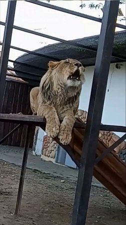 ШЕРХАН с перекличкой на троне. #шерхан_тайган #шерхан #лев #lion #зоопарк #shortvideo