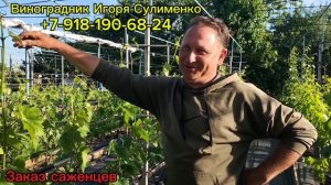 ВАЖНО!!!Обработка винограда перед цветением!