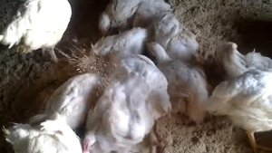 Купание бройлерных цыплят