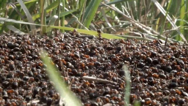 Panasonic Lumix FZ45. Video test. Белгородская область, лето 2023 смотреть онлайн