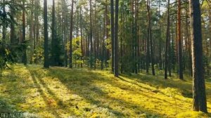 Лес под музыку релакс
 Nature Relaxation Film Relaxing Music