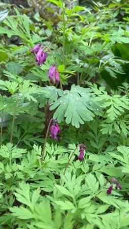 Дицентра formosa #цветы #garden #растения #flowers