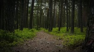 Самые ЗАГАДОЧНЫЕ НЕРАСКРЫТЫЕ ИСЧЕЗНОВЕНИЯ Рейнджеро?