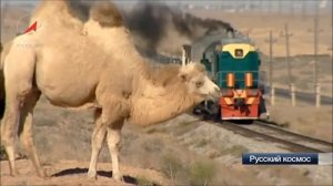 сокол  хабибулин