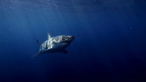 ПРОПАВШИЕ В ОКЕАНЕ - ШОК ИСТОРИЯ НА ФАКТАХ ! ЛОНЕРГАНЫ