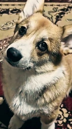 Мелкий сердцеед Ричи😚😊