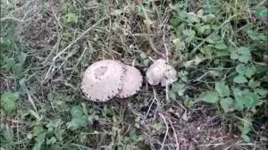 дача . сад и огород . приусадебное хозяйство . первые весенние грибы