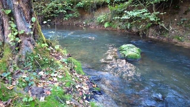 1 Час Звуков Природы для Релаксации - Пение Соловья. (78) смотреть онлайн