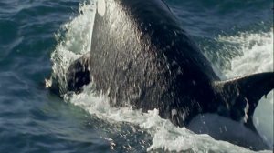 BBC. Морские гиганты / Ocean Giants / Серия 1 Жизнь гигантов / Gian