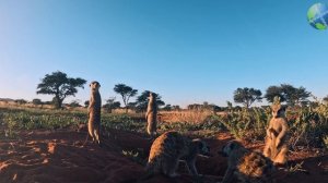 МАДАГАСКАР — САМЫЙ УДАЛЁННЫЙ ОСТРОВ, ГДЕ ТЕБЕ ПРЕДЛОЖ