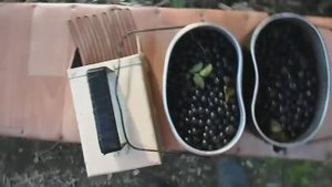 ЕЗДИЛ НА МОТОЦИКЛЕ В ЛЕС ЗА ЧЕРНИКОЙ, СБОР ЧЕРНИКИ КОМБАЙНОМ ДЛЯ ЯГОД, 08 АВГУСТА 2017