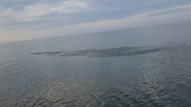 Косяк рыбы в Абхазии смотреть онлайн