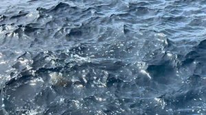 Медузы большие и огромные:  2 кг  #bellaaveb  #медуза  #медузы