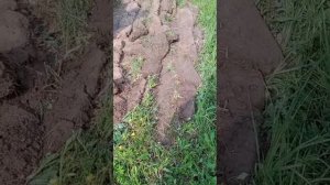 Отзыв о плуге, целина! 2×25, 22л/с.