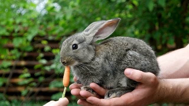 Китай переселил миллион кроликов в пустыню! Спустя го? смотреть онлайн