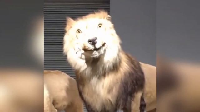 Новые приколы 2019 / Ржака до слёз/ HohmaTV#56 смотреть онлайн