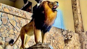 Вот ТАКОЙ ЛЕВ теперь будет встречать всех посетителей Парка Львов «Тайган» грозным рыком!!!