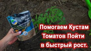 После высадки Томатов Внесите Этот раствор. Куст разрастется. Моя методика и подкормка томатов.