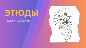 Цветок шиповника