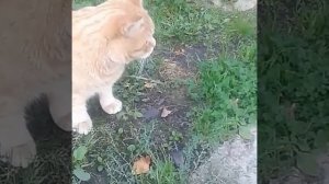 Как кот ловит мышей. Игра кота. Рыжий кот. Смешное видео