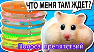 Снежок преодолевает полосу препятствий+ проверка на сообразительность🐹🐹🐹