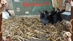 Кролики 71 ...