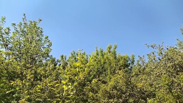 Волшебное утро! Пение птиц!