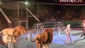 Lions attack on trainers in the circus !!!!! Нападение львов на дрессировщиков в цирке !!!!