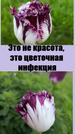 Почему пестрые тюльпаны нужно обязательно уничтожать?