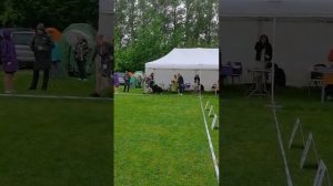 выставка собак.СПБ 25.05.2025