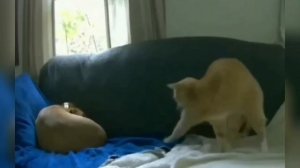 Приколы с животными 17