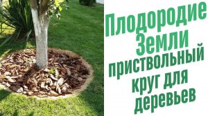 Приствольный круг для деревьев.