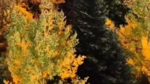 Игорь Кибирев - Там за реченькой...