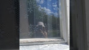 влог