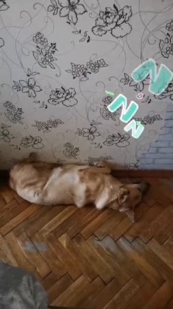 Когда нагулялись и наигрались😴😴😴😅