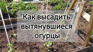 Как высаживать вытянувшиеся огурцы. Что добавить в лунку