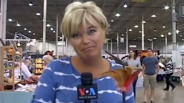 Приколы !!! Американские кошки смотреть онлайн