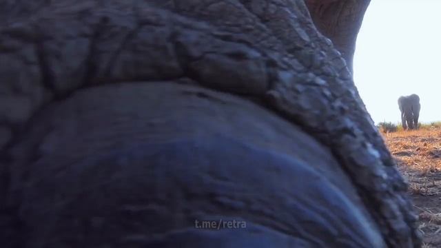 Camera Elef