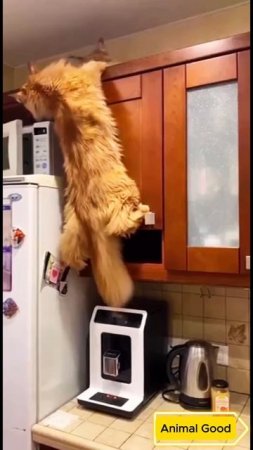 #собаки #кошки #приколы 43