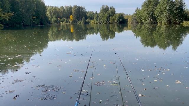 Карась на лесном озере в сентябре . смотреть онлайн