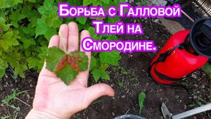 Галловая ТЛЯ с Смородины Осыпалась После народного способа борьбы с вредителем.